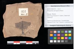 Foto (Objekt + Etikett) von Phragmites oeningensis Braun (NHMW-GEO-2024-0188-0372)